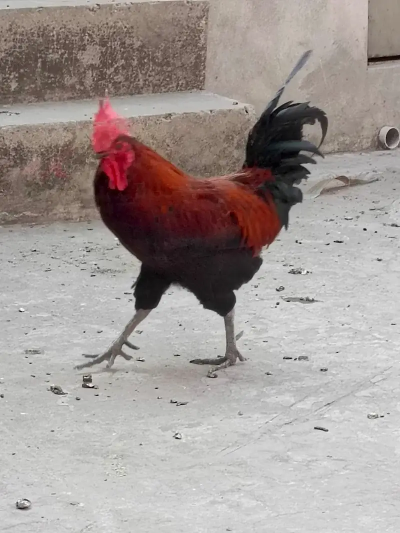 Hens for sale — photo 3