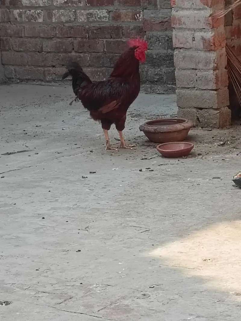 Hens for sale — photo 4
