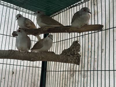 Red paid  diamond paid dove available