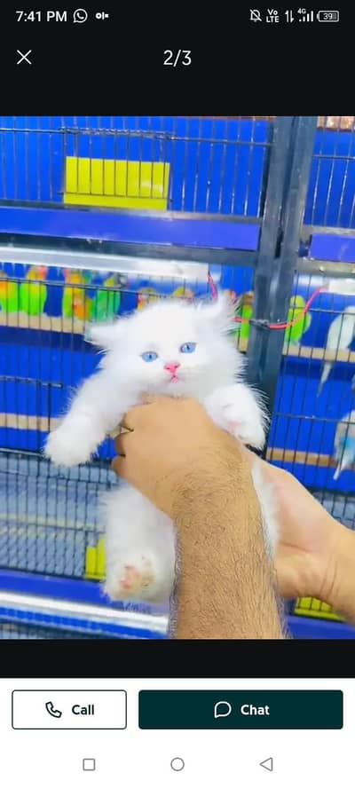persian cat my WhatsApp number 03085595823