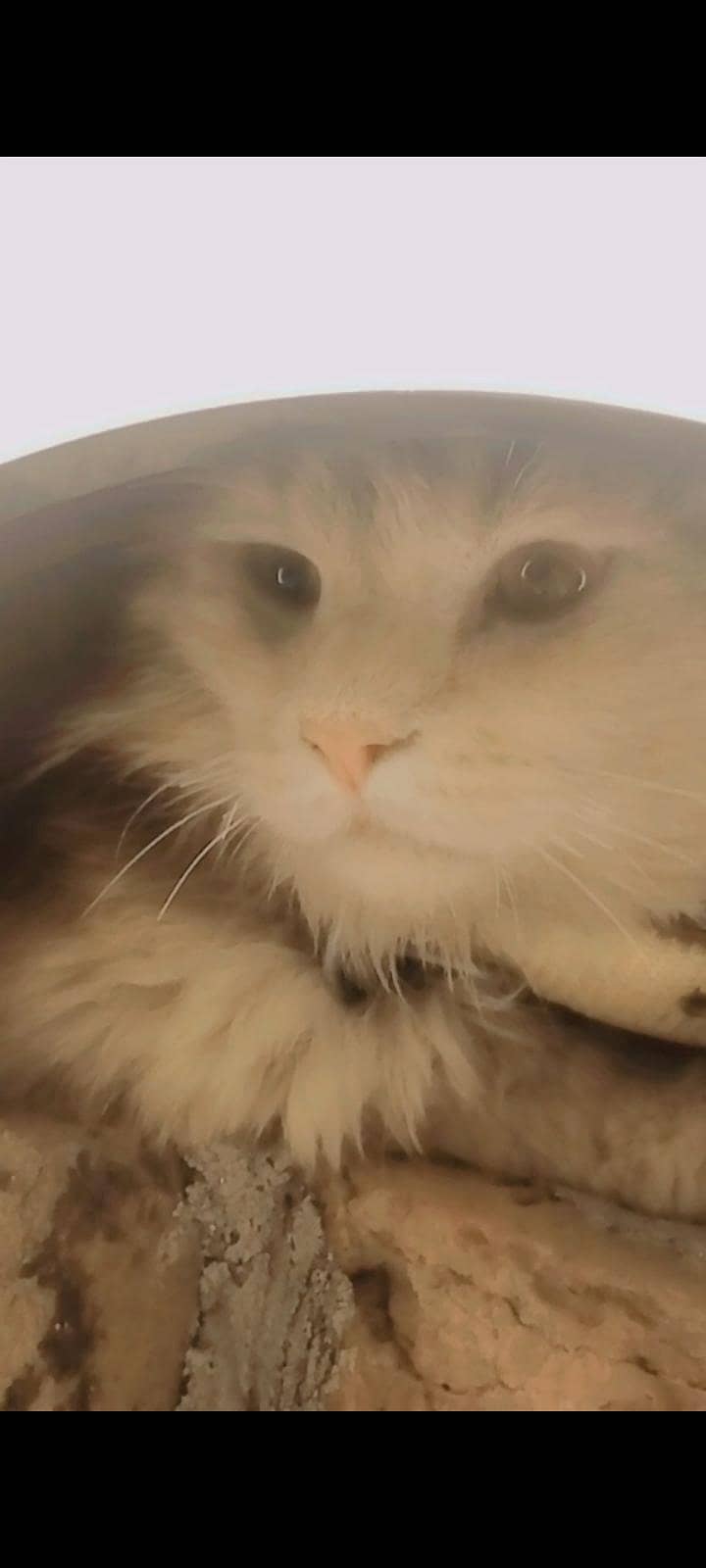 Brown Cat 0