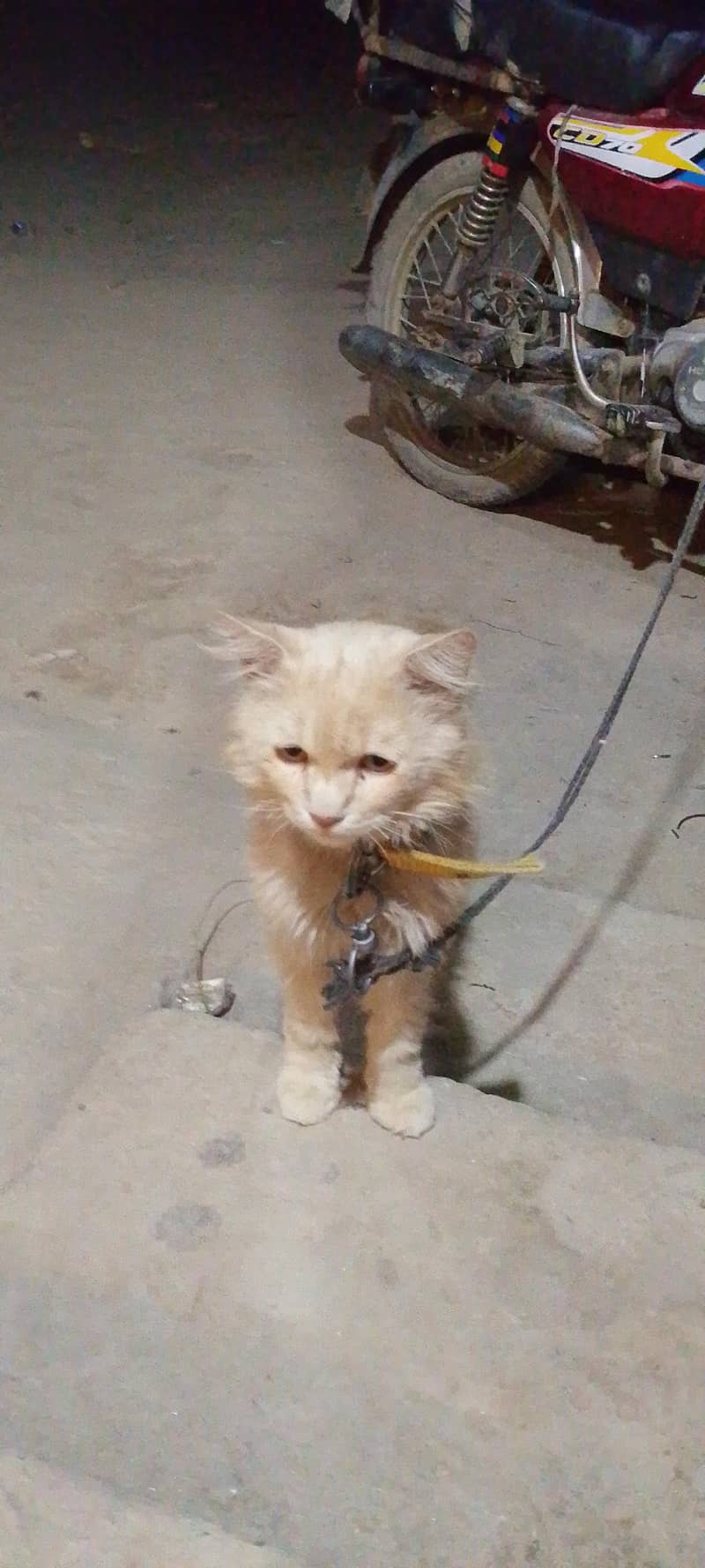 Brown Cat 1
