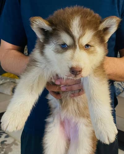 Husky puppies for sale