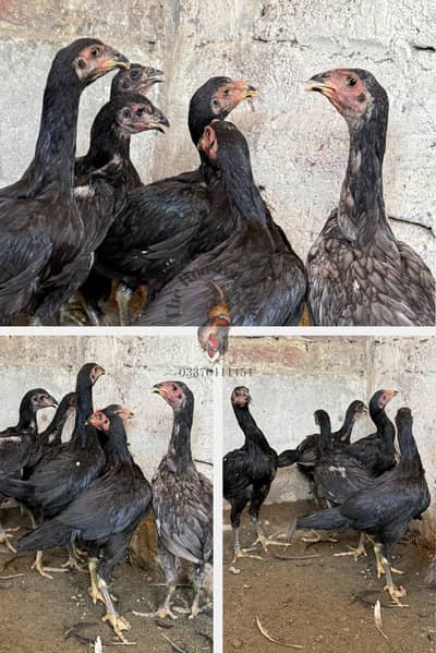 Aseel thai chicks available | thai aseel | burmi | saigon | pakoye