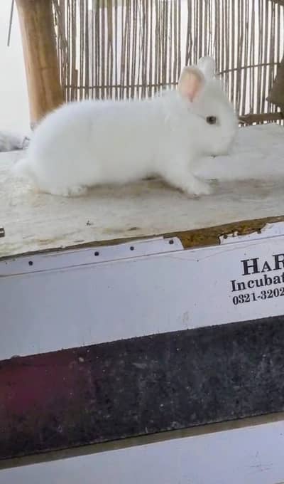 TeddyBear dwarf male bunny  fancy rabbit dwarf bunny