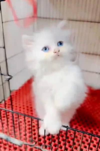 Persian cat triple kot,for sale,my WhatsApp 03476578922