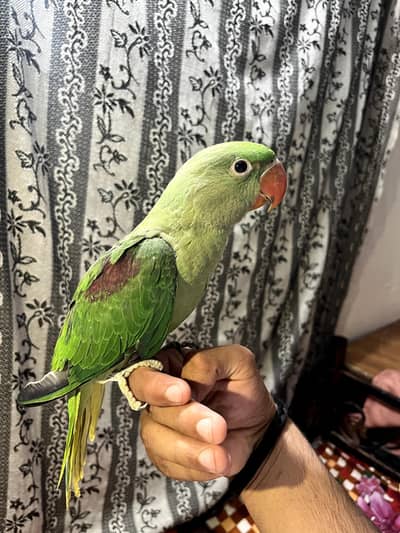 raw parrot hand tamed age 4 month fully hand tamed no bite all okay