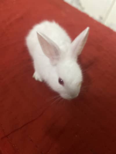 Red eyes rabbit