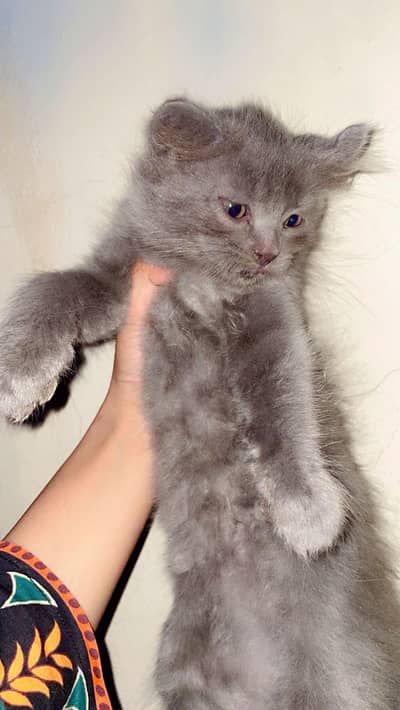persian kittens for sale