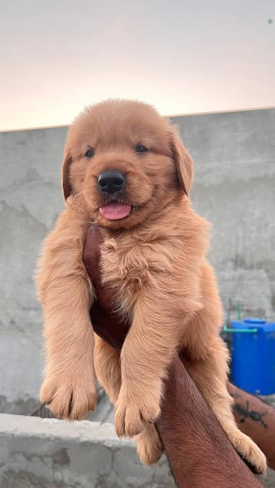 Golden retiver pups for sale