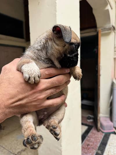 I'm selling pug female puppy