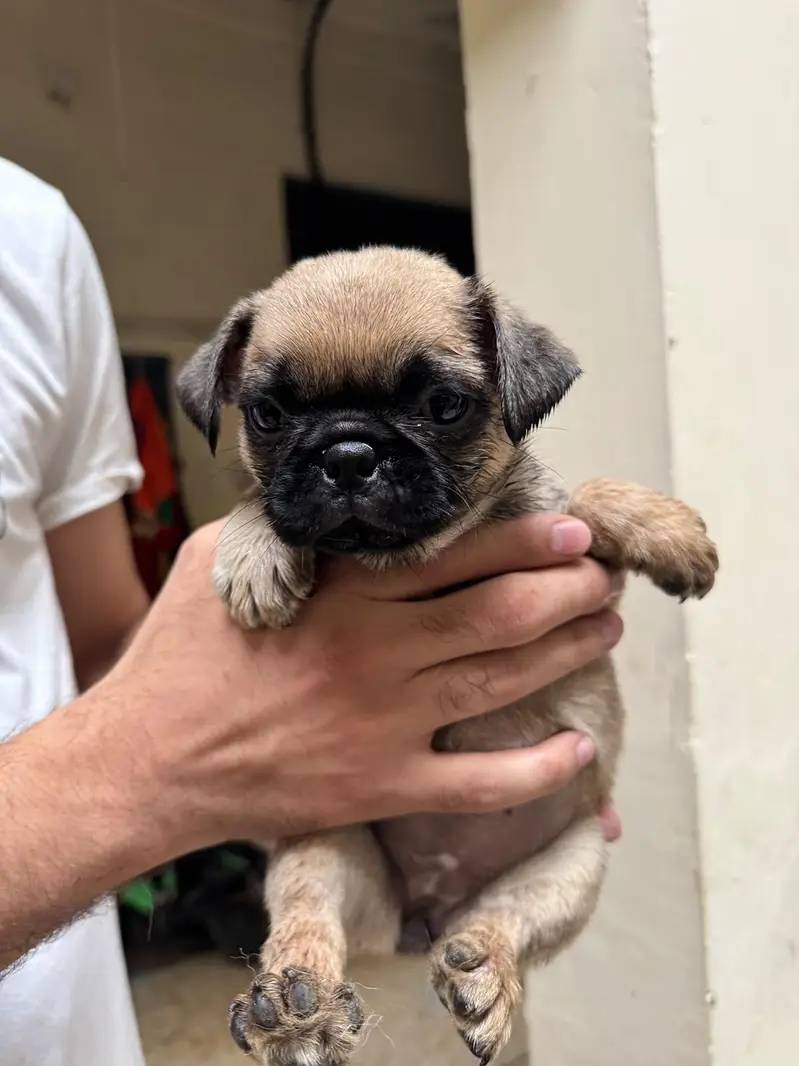 I'm selling pug female puppy — photo 2