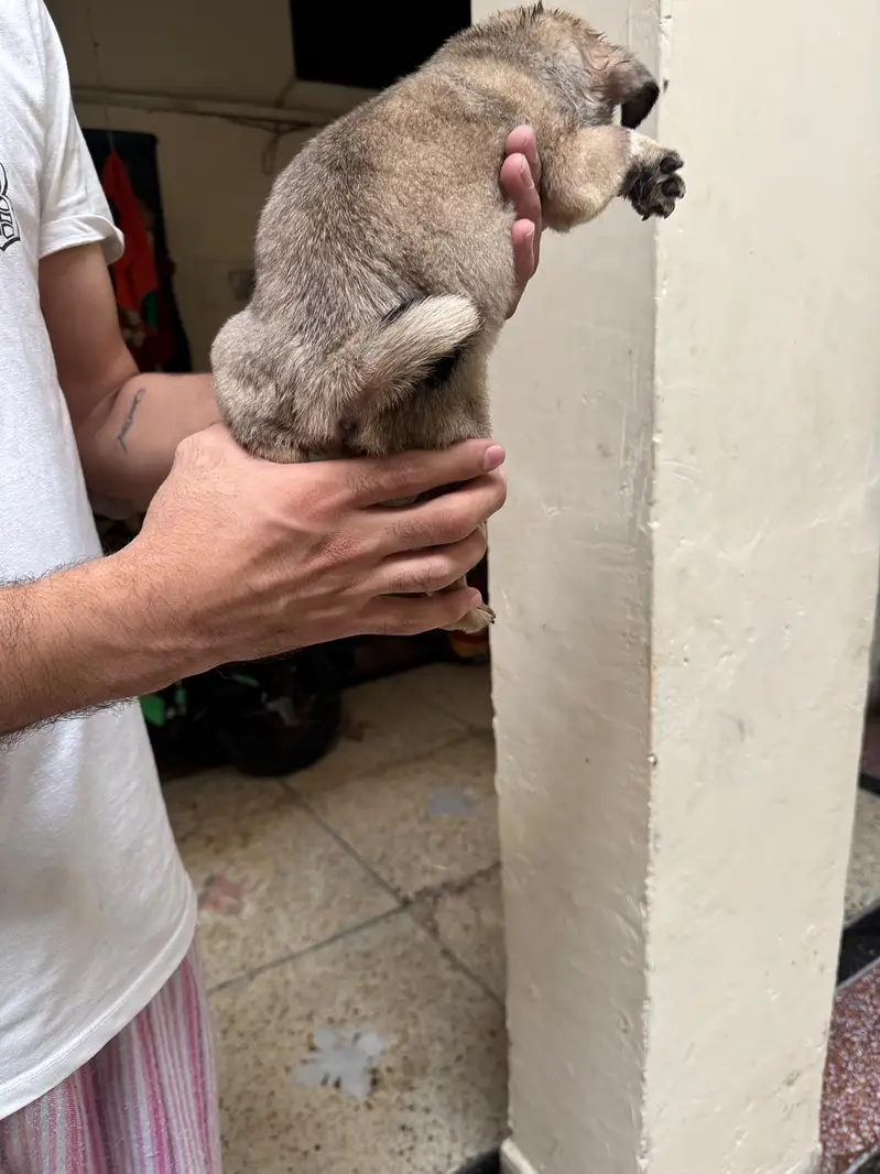 I'm selling pug female puppy — photo 3