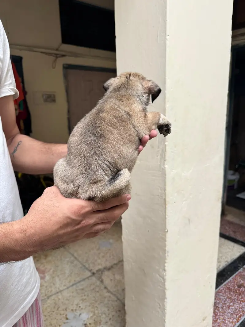 I'm selling pug female puppy — photo 4