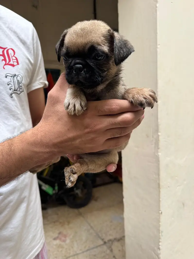 I'm selling pug female puppy — photo 5