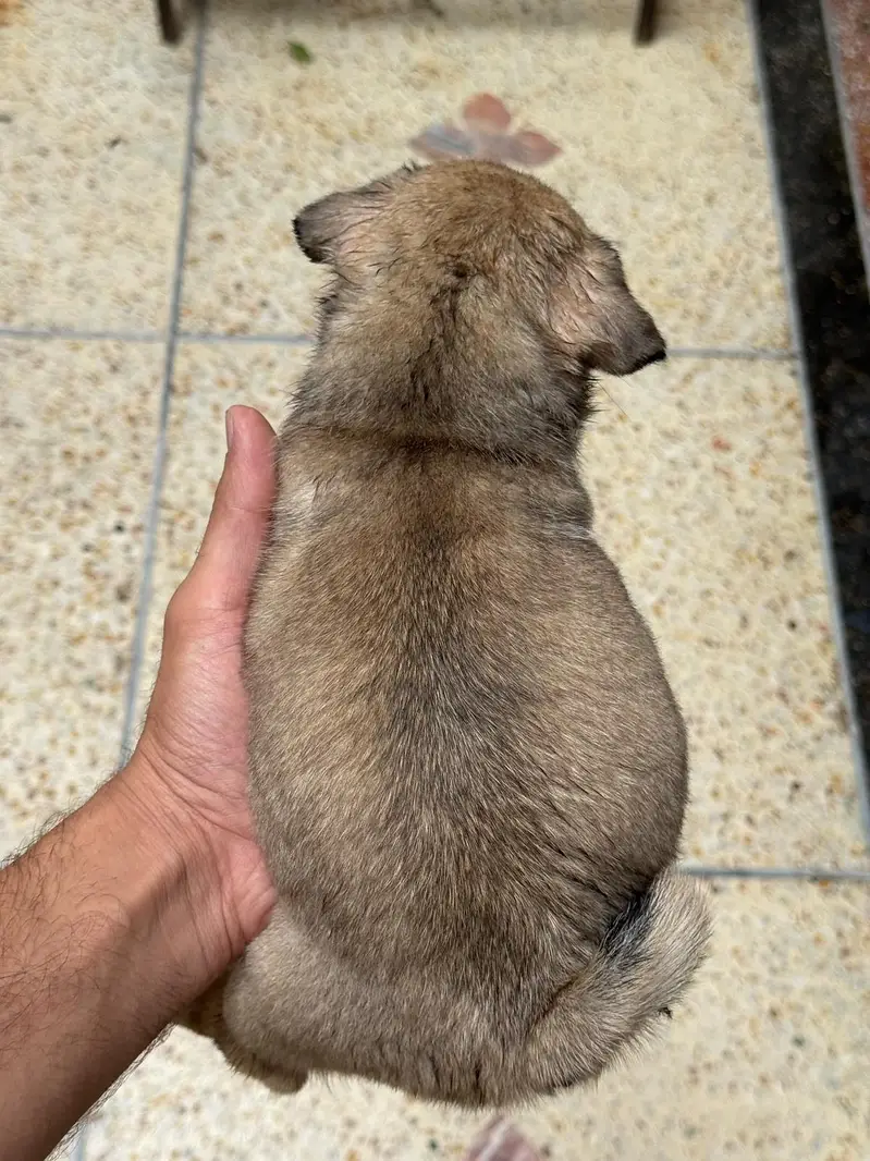 I'm selling pug female puppy — photo 6
