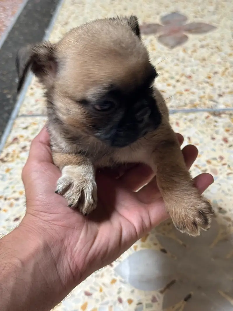 I'm selling pug female puppy — photo 7