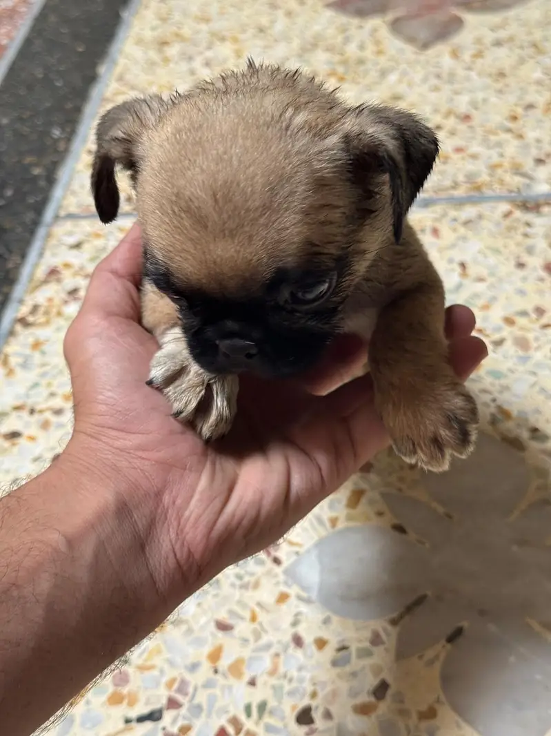 I'm selling pug female puppy — photo 8