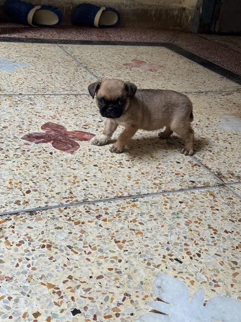 I'm selling pug female puppy — photo 9