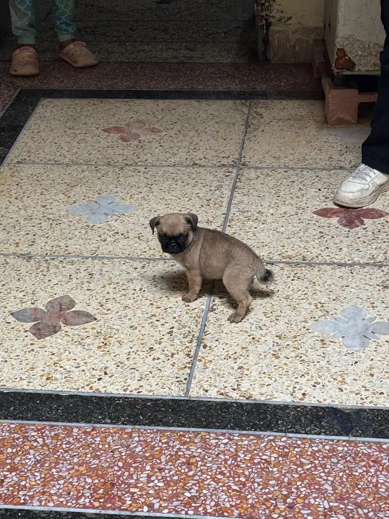 I'm selling pug female puppy — photo 10