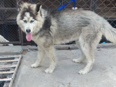Siberian husky for sale