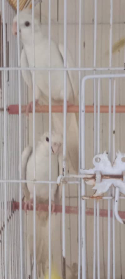 Albino cocktail pair for sale