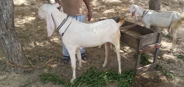 Rajanpuri Gulabi Breeder Male