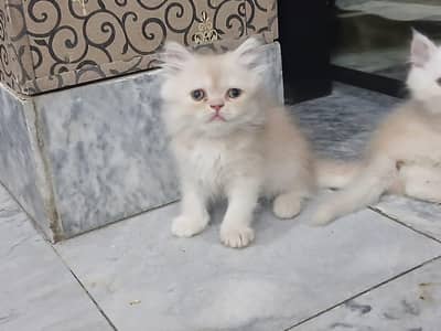persain kitten