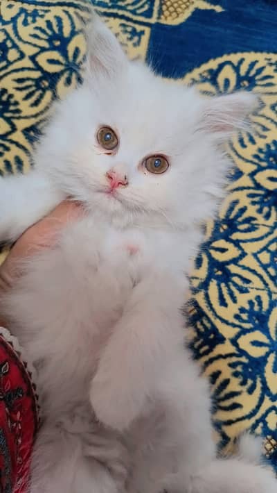 Persian triple coat kittens are looking for new home