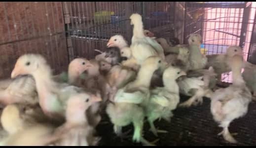 BANTAM CHICKS AGE ABOUT 45 DAYS PRICE IS NEGOTIABLE