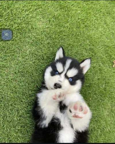 Siberian Husky puppy