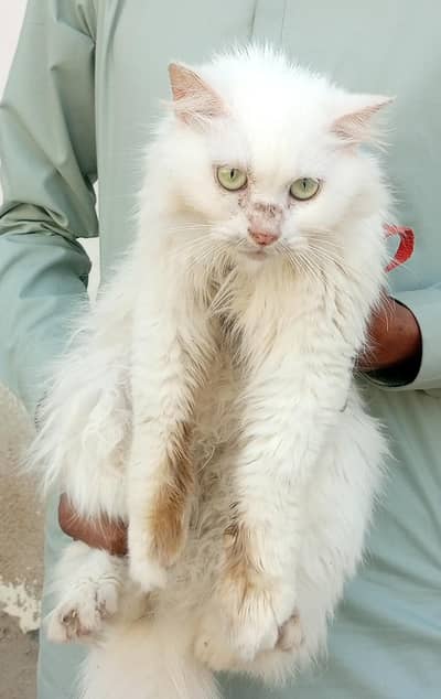 Persian cat for Arjun sale