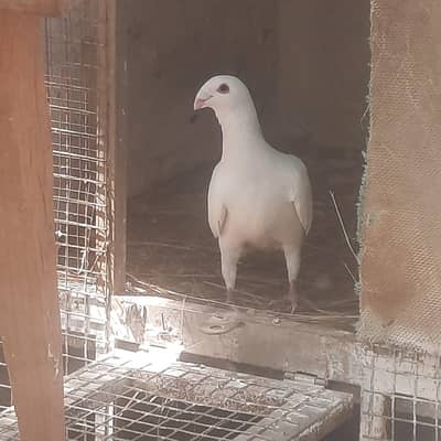 German Beauty Breeding Pairs