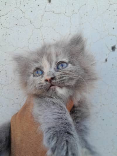 pershin cats