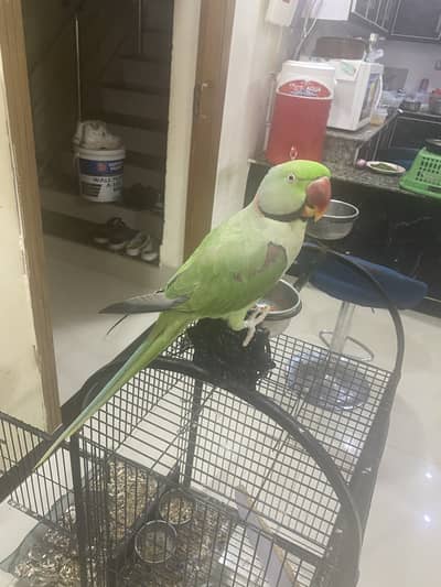 Tammed raw partot male for sale