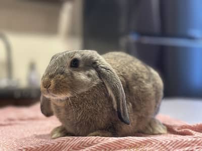 Cute Female Breeder Holland Lop
