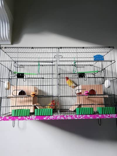 Lovebird pair with chicks and cage available for sale