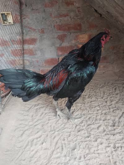 black murga