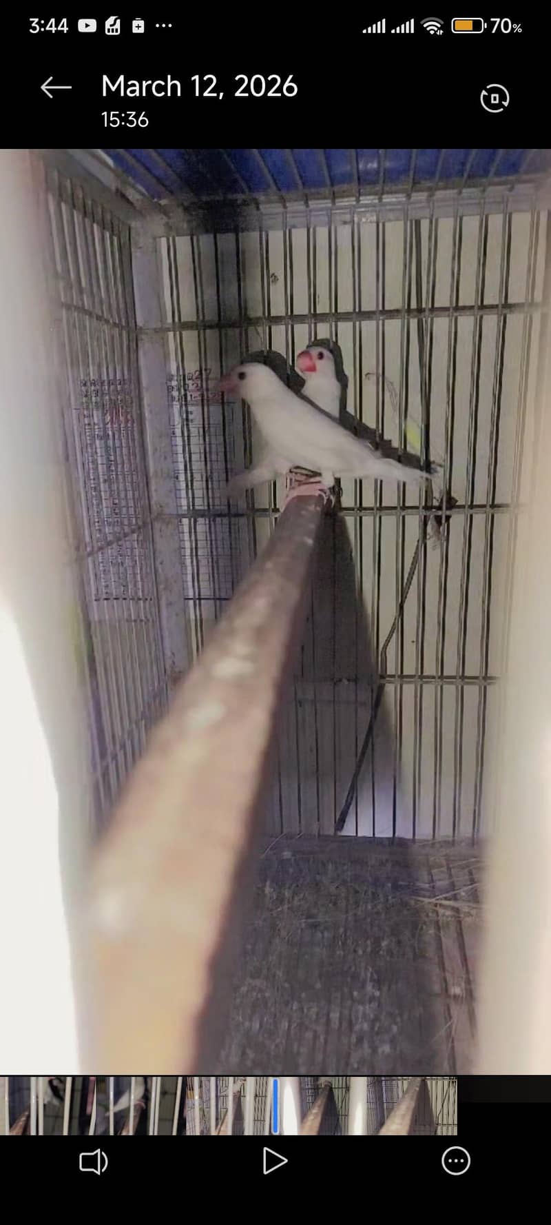 albino java pair 1