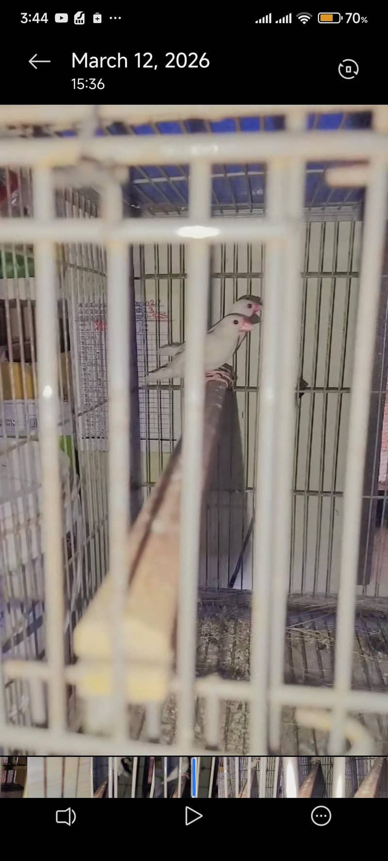 albino java pair 2