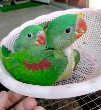 raw parrot chicks