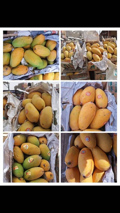 Fresh Sindhari Mango Avilable