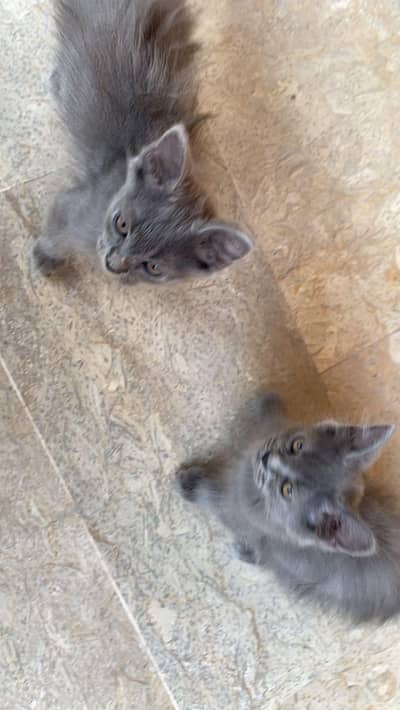 2 Persian Kittens