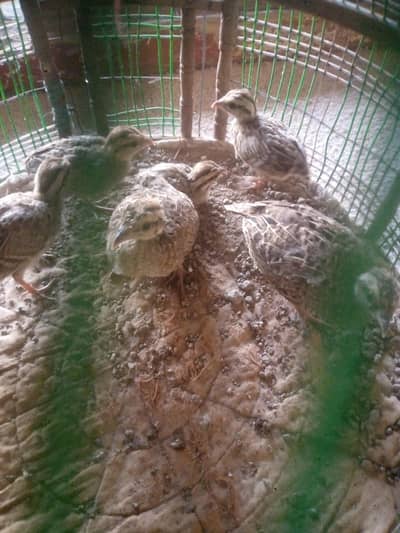 Desi teetar chicks for sale