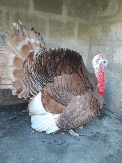 Turky male.