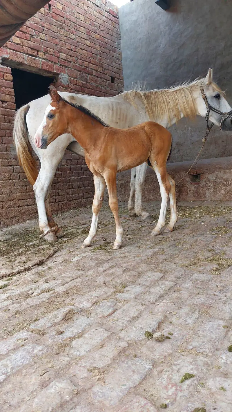 branded nukra vachera for sale — photo 9