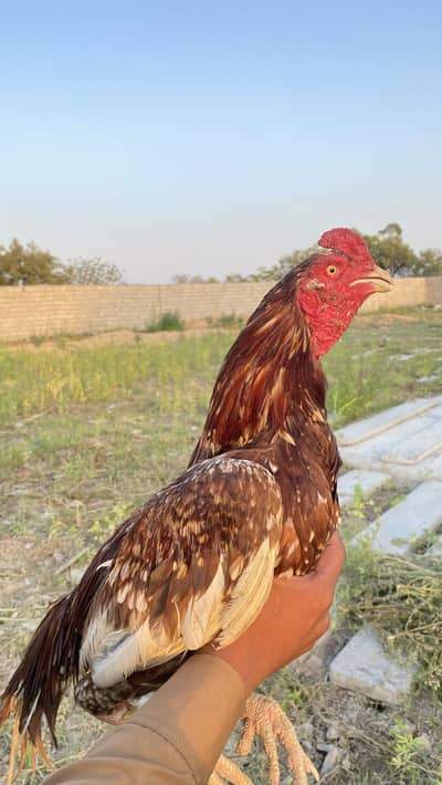 3 aseel cock for sale