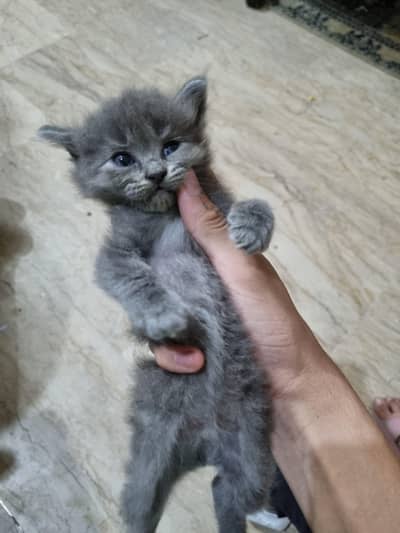 Persian kitten for sale