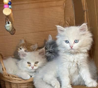 Persian Cat | Kittens