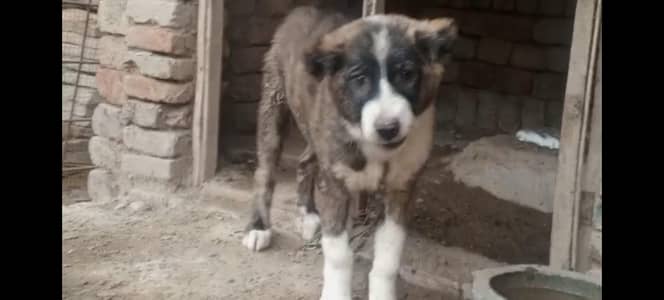 Afghan Kuchi Female | security dog | Afghan Kuchi puppy for sale |
